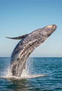 whale watching los cabos
