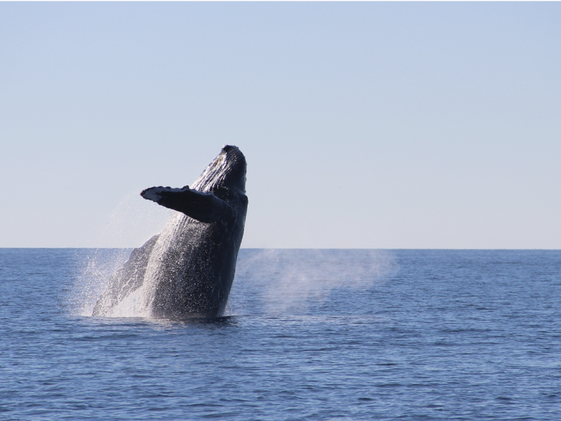 FAQ: Whale Watching in Los Cabos